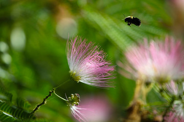 Calliandra emarginata （Pink Powder Puff）