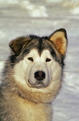 Alaskan Malamute Dog, Portrait with Funny Face
