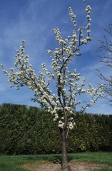 Blooming Pear Tree, pyrus communis