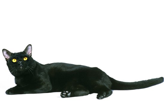 Bombay Domestic Cat laying against White Background