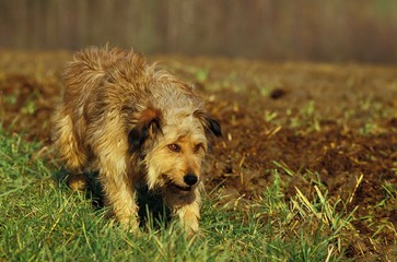 Domestic Dog, Female