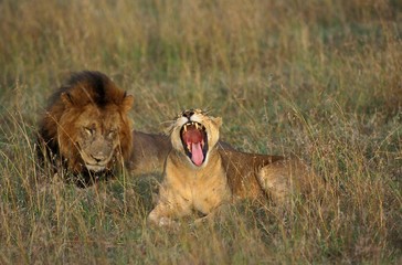 African Lion, panthera leo, Pair, Female Yawning, Masai Mara Park in Kenya