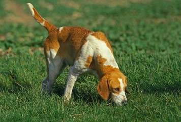 Great Anglo-French White and Orange Hound, Dog smelling Grass