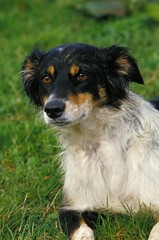Border Collie dog laying on Grass