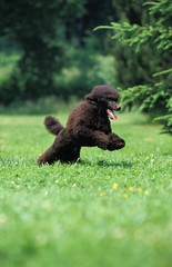 Black Standard Poodle, Dog leaping on Lawn