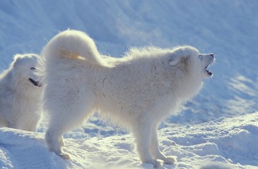 Samoyed Dog standing on Snow, Yapping
