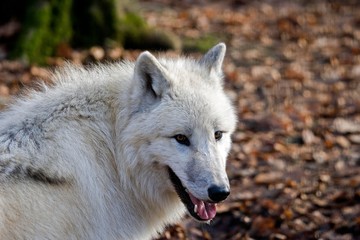 Portrait of Arctic Wolf, canis lupus tundrarum