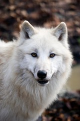 Obraz na płótnie Canvas Portrait of Arctic Wolf, canis lupus tundrarum