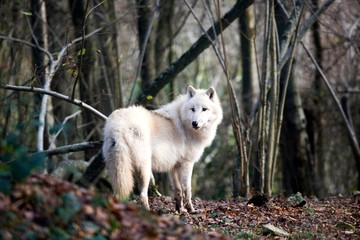 Arctic Wolf, canis lupus tundrarum