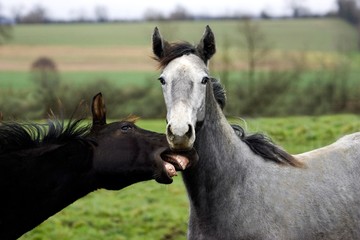 Obraz premium Grey English Thoroughbred Yearling and Bay French Trotter Yearling, Normandy
