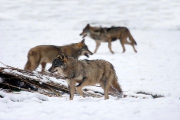 Fototapeta na wymiar Iberian Wolf, canis lupus signatus standing on Snow