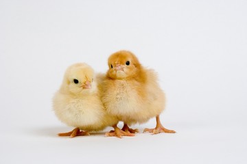 Chicks against White Background