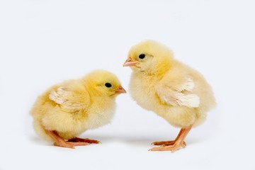Chicks against White Background