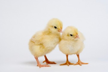 Chicks against White Background