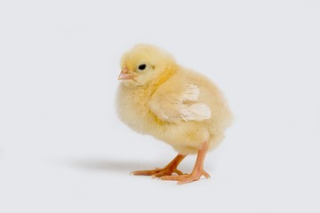 Chick against White Background