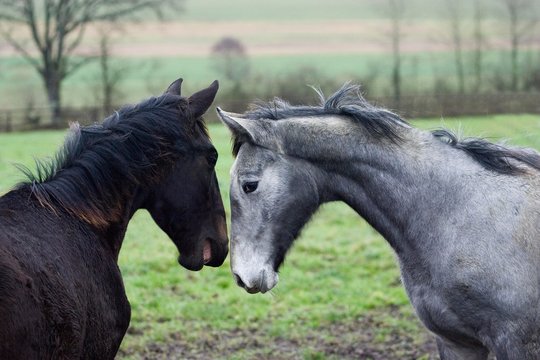 Grey English Thoroughbred Yearling and Bay French Trotter Yearling, Normandy