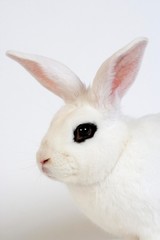 Hotot Domestic Rabbit, Breed From Normandy