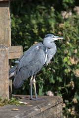 Grey Heron (scientific name Ardea Cinerea), The Broads, Norfolk, UK