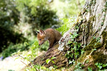 Obraz premium Red Fox, vulpes vulpes, Cub standing at Den Entrance, Normandy