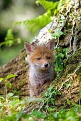 Red Fox, vulpes vulpes, Cub standing at Den Entrance, Normandy