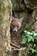 Red Fox, vulpes vulpes, Cub standing at Den Entrance, Normandy