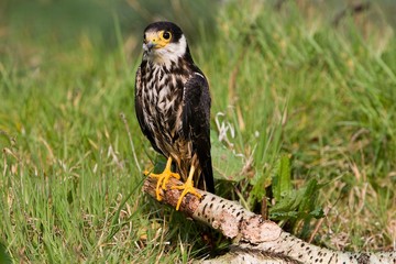 Eurasian Hobby, falco subbuteo, Adult standing on Branch, Normandy