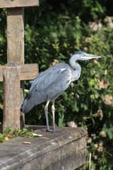 Grey Heron (scientific name Ardea Cinerea), The Broads, Norfolk, UK