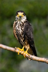 Eurasian Hobby, falco subbuteo, Adult standing on Branch, Normandy
