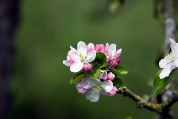 Fototapeta premium Blooming Appletree in Normandy