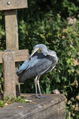 Grey Heron (scientific name Ardea Cinerea), The Broads, Norfolk, UK