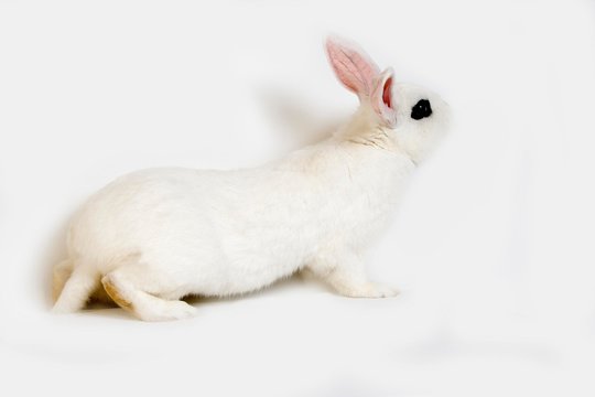 Hotot Domestic Rabbit, Breed From Normandy