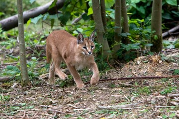 Caracal, caracal caracal