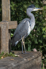 Grey Heron (scientific name Ardea Cinerea), The Broads, Norfolk, UK
