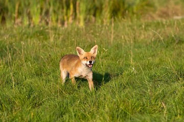 Red Fox, vulpes vulpes, Normandy
