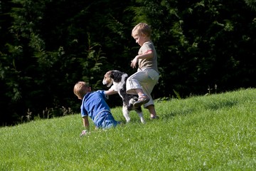 Obraz premium Wire-Haired Fox Terrier, Boys playing with Dog