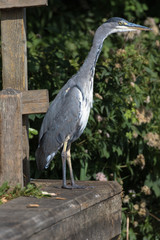Grey Heron (scientific name Ardea Cinerea), The Broads, Norfolk, UK