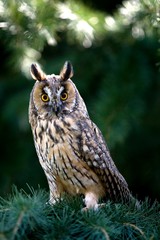 Long-eared Owl, asio otus, Adult standing in Pine Tree, Normandy