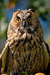 Long-eared Owl, asio otus, Normandy