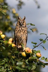 Long-eared Owl, asio otus, Adult standing in Apple Tree, Normandy