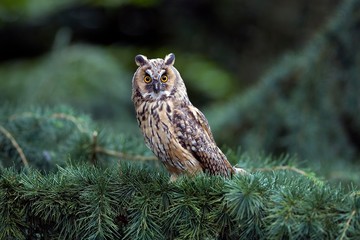 Long-eared Owl, asio otus, Adult standing in pine Tree, Normandy