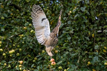Long-eared Owl, asio otus, Adult standing in Apple Tree, in Flight, Flapping Wings, Normandy