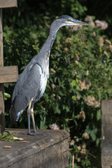 Grey Heron (scientific name Ardea Cinerea), The Broads, Norfolk, UK