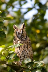 Long-eared Owl, asio otus, Adult standing in Apple Tree, Normandy