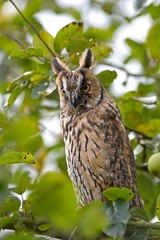 Long-eared Owl, asio otus, Adult standing in Apple Tree, Normandy