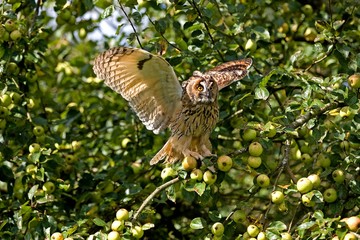 Long-eared Owl, asio otus, Adult standing in Apple Tree, in Flight, Taking off, Normandy