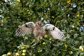 Long-eared Owl, asio otus, Adult standing in Apple Tree, Flapping Wings, Normandy