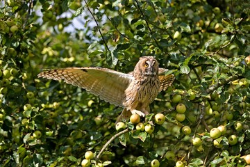 Long-eared Owl, asio otus, Adult taking off from Apple Tree, Normandy