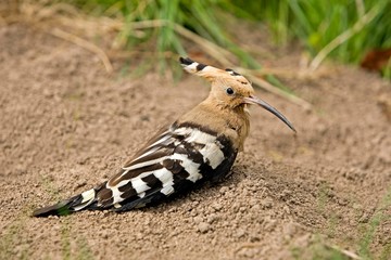 Hoopoe, upupa epops, Normandy