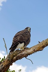 Common Buzzard, buteo buteo, standing on Branch, Normandy