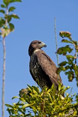 Common Buzzard, buteo buteo, standing on Branch, Normandy